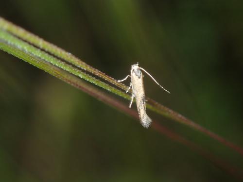 Réf. 281 891 : Coccidiphila sp.
